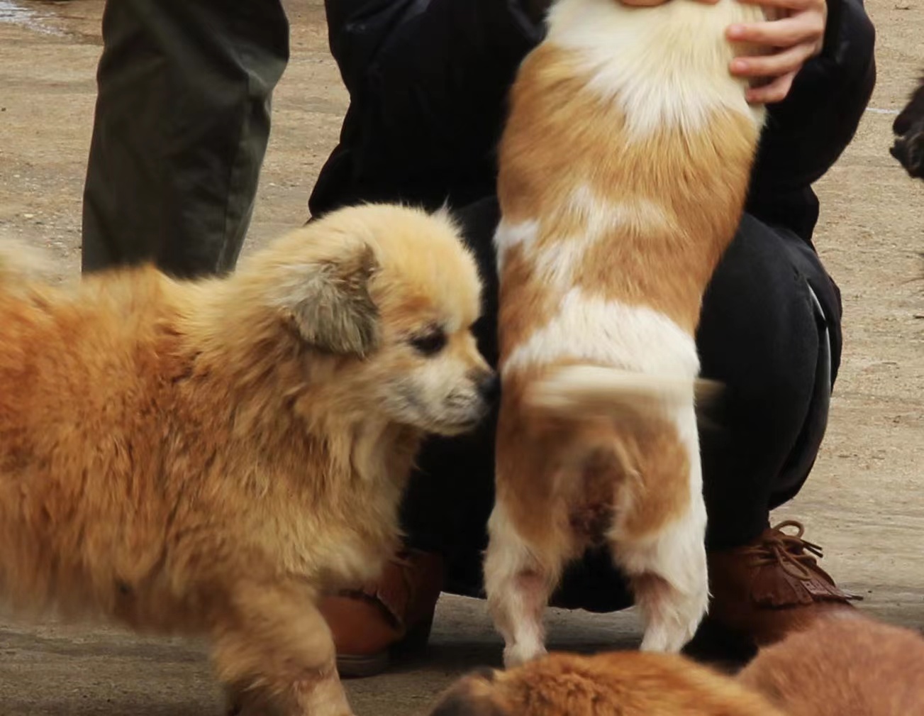 ������ɫ����׌�۲����ˡ����P�����˄��﹫���ӈ��