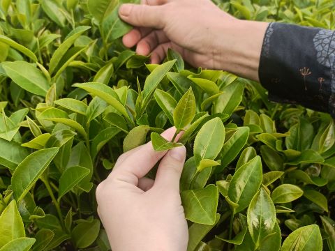 ���lʰ��퍣������r������ƽˮ�ɲ��{��