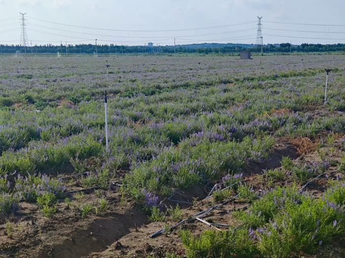 ��ˎ�l�С������t�����ՈF ���g�R�ٲݣ��ЌW����֪����̽�L������ʢ����r��