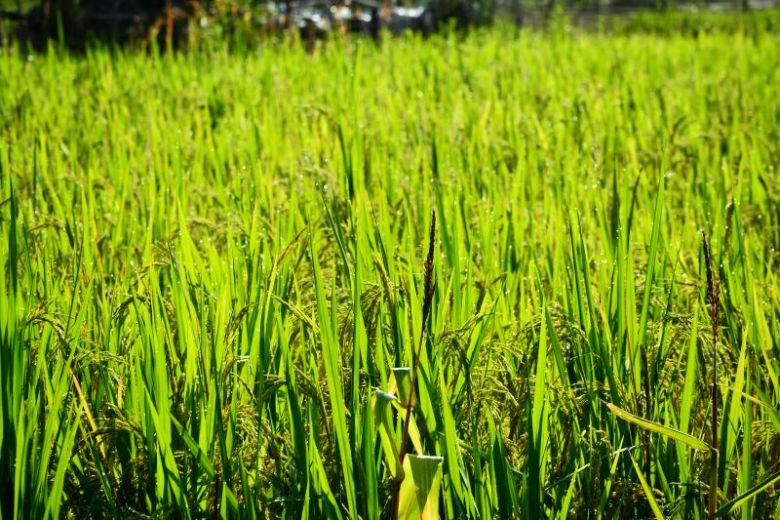 �ഺ�x���l(xi��ng)�����d���V���W(xu��)������Ҏ(gu��)���|��δ��(l��i)�D��