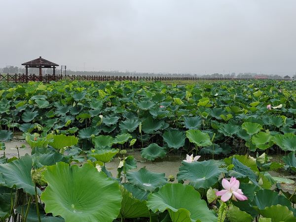 ź����̎������