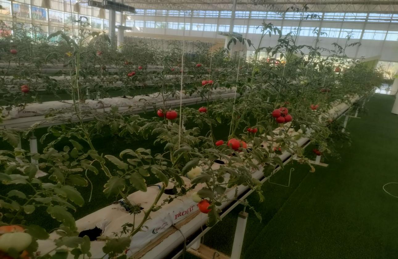 ���M���Gɫ���Ƽ�����(chu��ng)�¡��l(f��)չ��