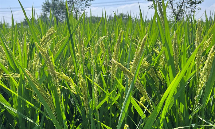 ��ˮ�����a(ch��n)�����l(xi��ng)�����L(f��ng)ò