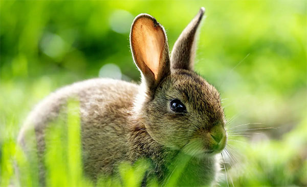 �eˤ����Ϥ��·��