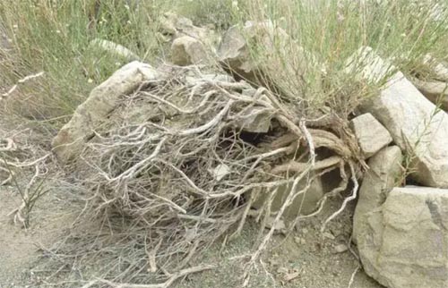 ��ڞ��Ę��