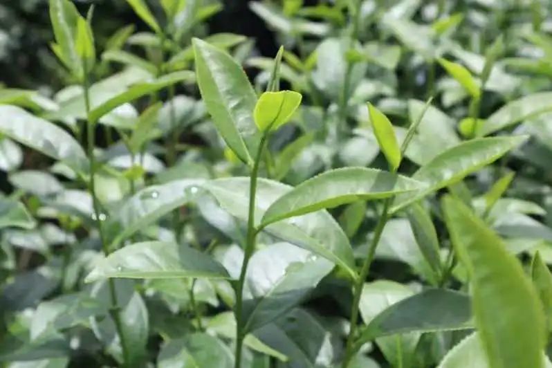 �V�|�Ƽ��W(xu��)Ժ�t�G���Lͻ���(du��)ح�t�G����������ɽ �ഺ�I(xi��n)�����L�{(l��n)�D