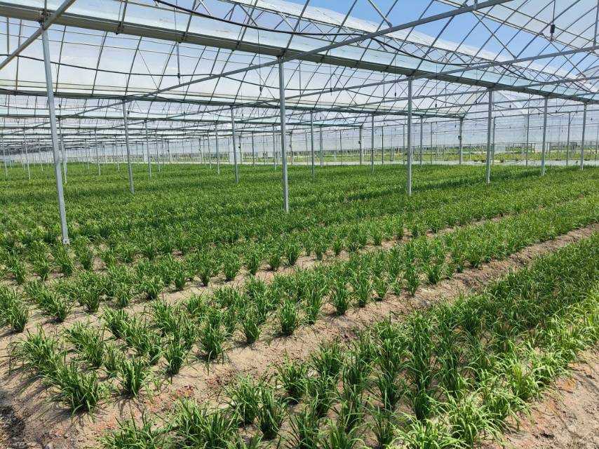 �������Z�c���d��