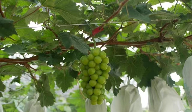 ���ş������̤�����Nֲ��