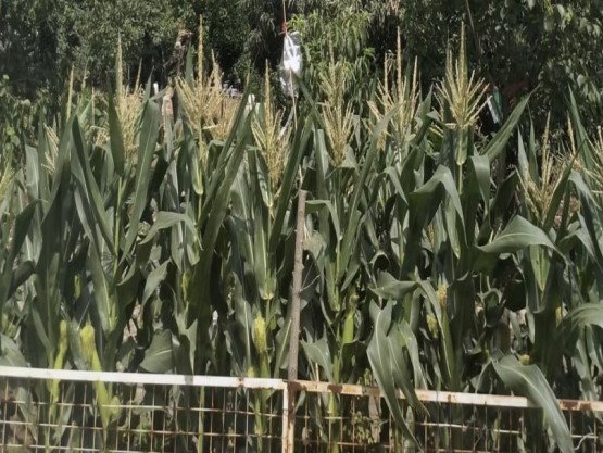 �غø��ر��o�t�� ���μZʳ��ȫ�׾�