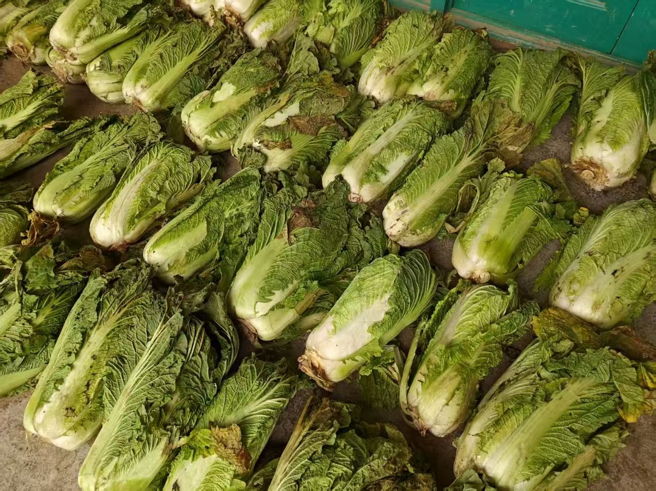 ���ٷ����l������`������W���r���߲����u