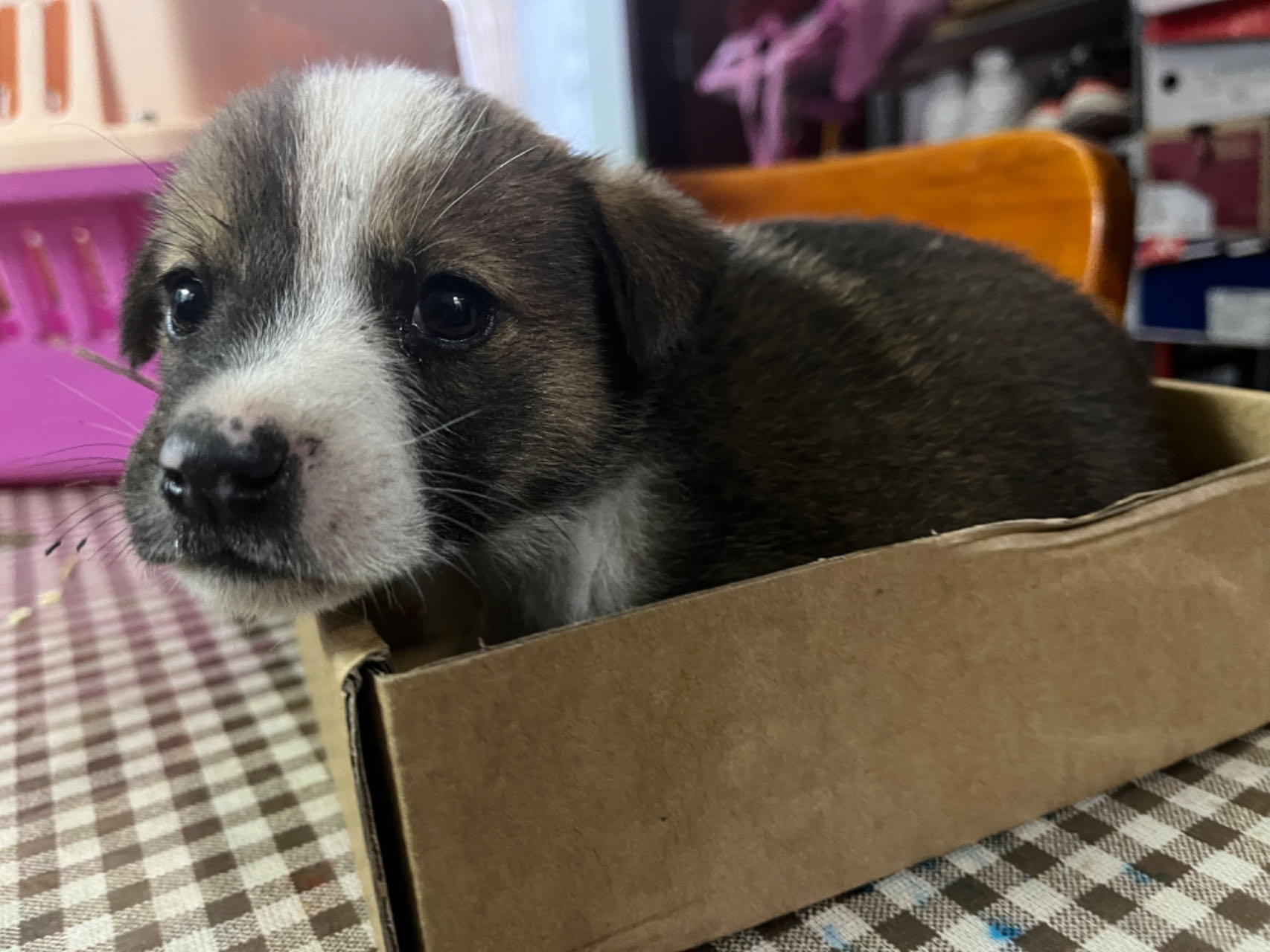 ��������ɫ�ʣ�׌�۲����ˡ����`��ӈ��