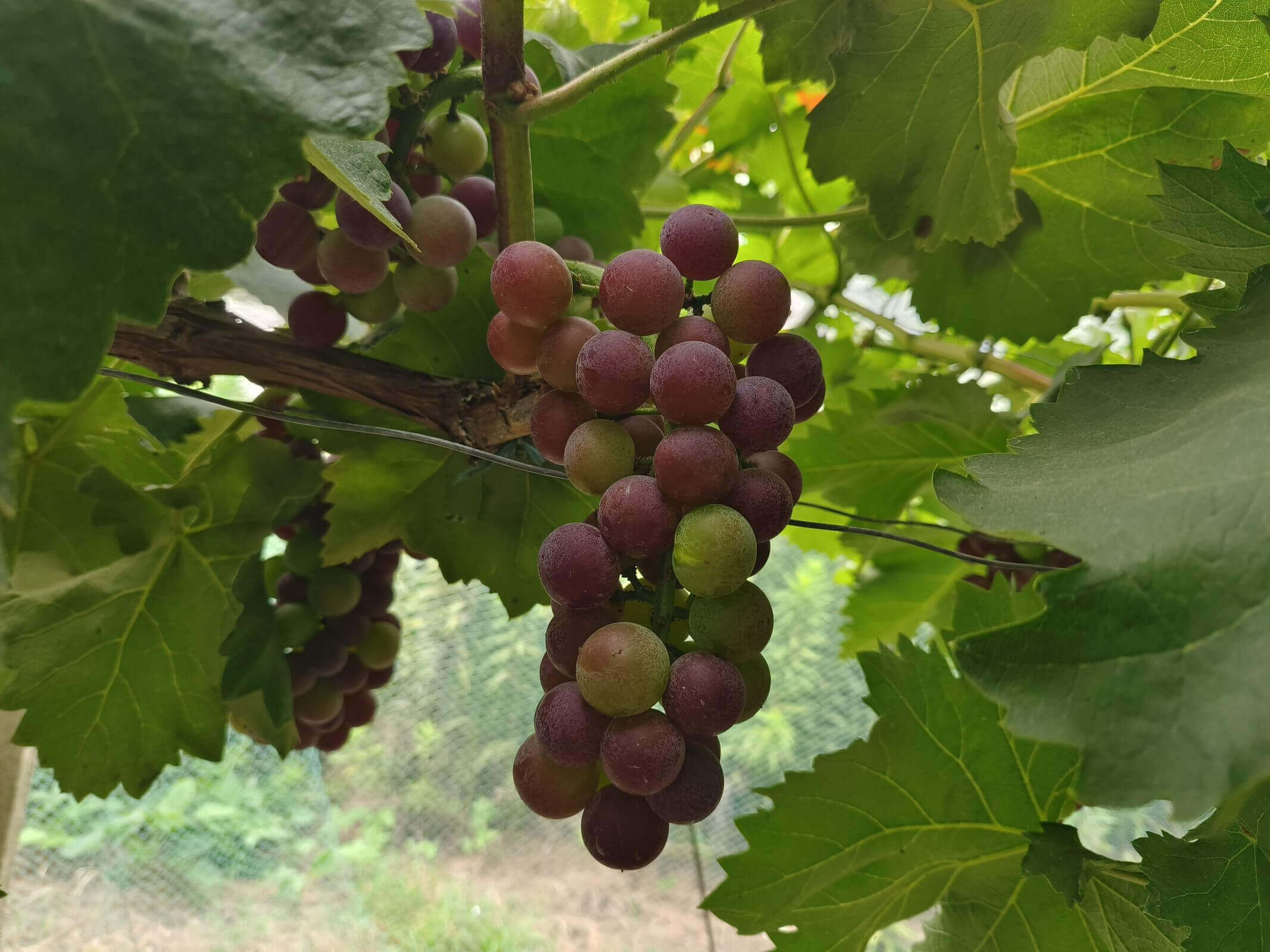 ���p�����������I�����B�L��