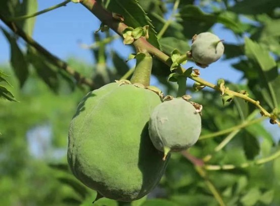 �a�I�d���ٰlչ���l�����d�����r