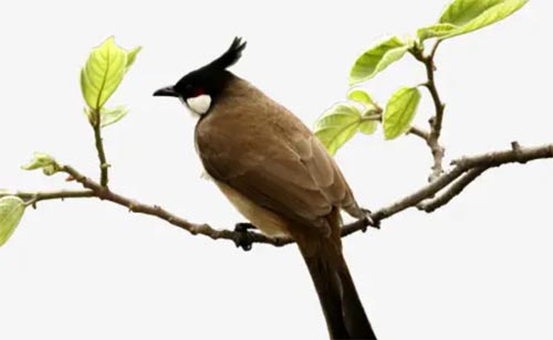 ���ϵ��ČӘ�֦