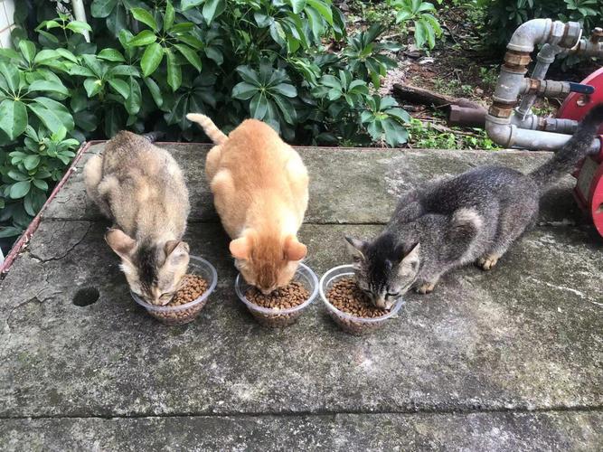 ��������ɫ�ʣ�׌�۲����ˡ�����������`�P�����˄�����