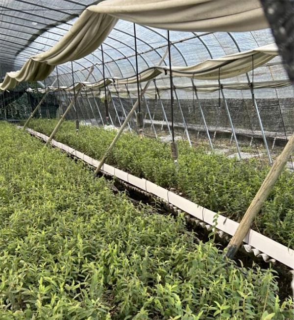 �ǆ�δ����ʯ���a�I�������ܻ��{�н������Gɫ�Ƽ����I���L��