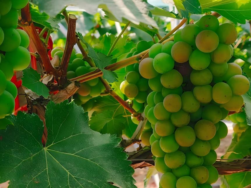 ���g���^�����ǡ�Ӌ���{�ЈF��ͬ��ȡ��