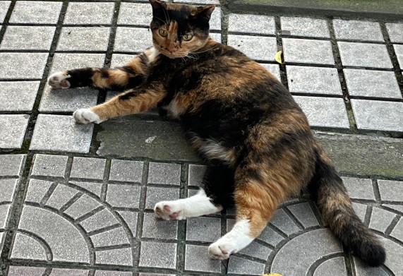 ����ʯ�ʹ�W(xu��)����؈��С�v