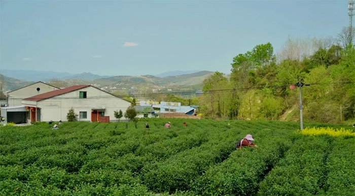 ����h���{(di��o)�ЈF(tu��n)�����{(di��o)�С���һĨ��ɫ�����������������ϣ��