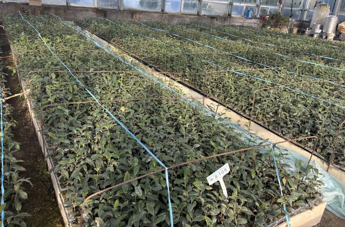 �Ƽ�������R�괺������ѿ