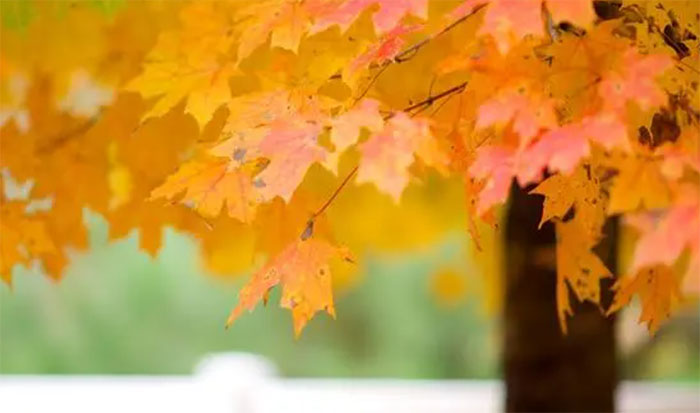 ��Ҋ����