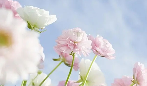 ��ʹƯ���������