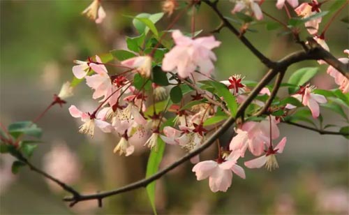 ���µ�С����