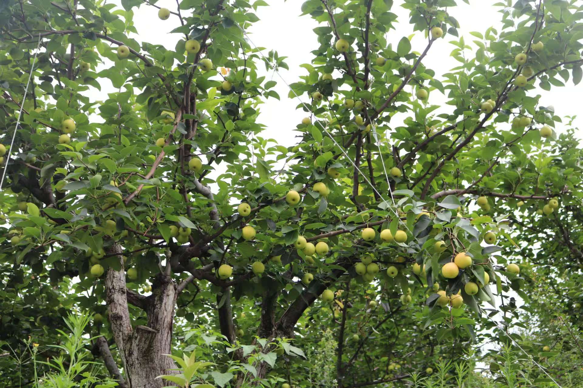 ������̫�(y��ng)��ѩ����������(j��)���r(n��ng)�����ں�䁾͹�����·