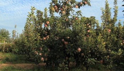 �غø��ؼt���������ֹ��a(ch��n)�I(y��)�l(f��)չ