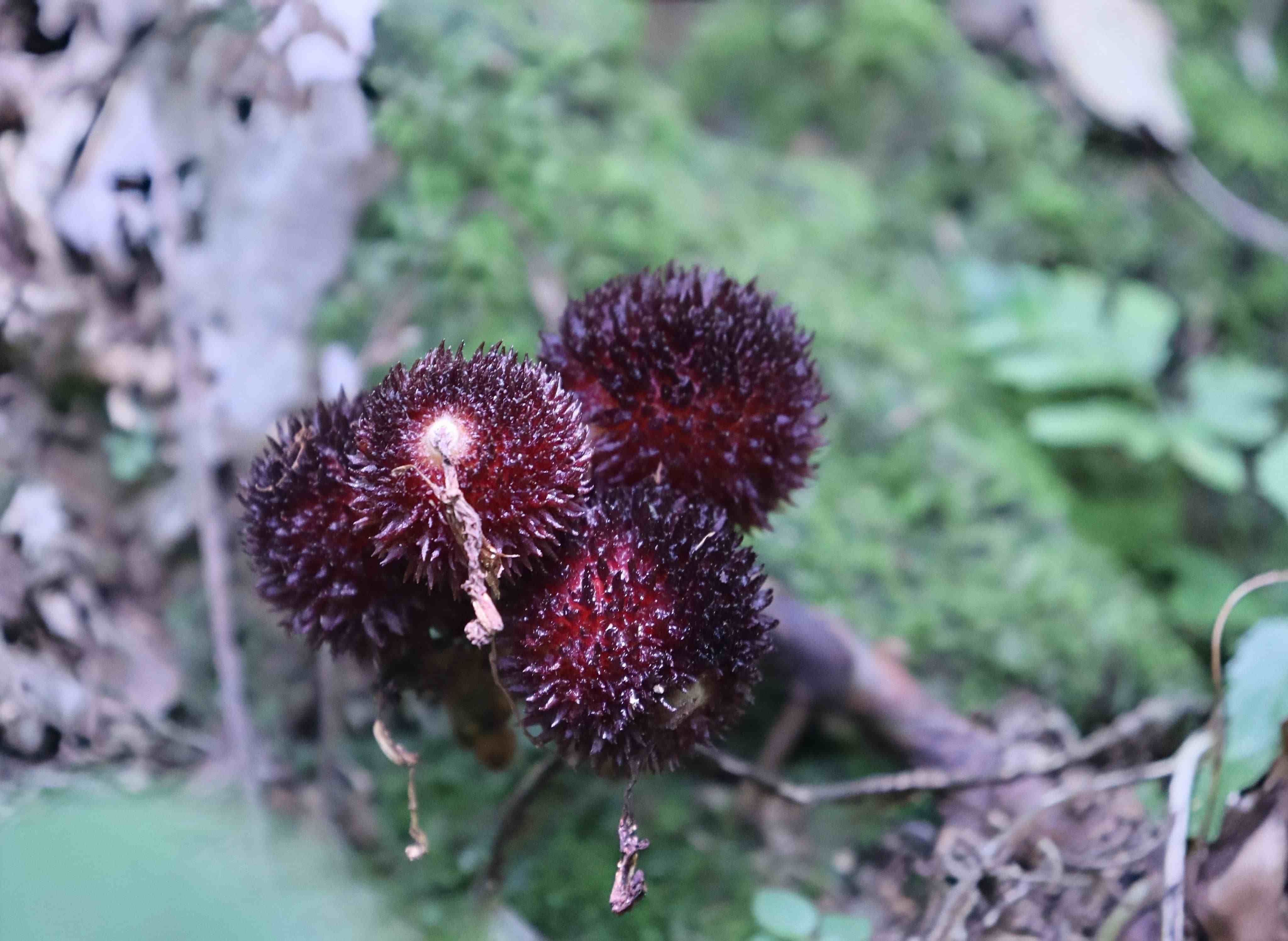 �V���̌W(xu��)Ժ���G־Ը����(w��)꠸��V���h���ҡ��X�Ͻ����