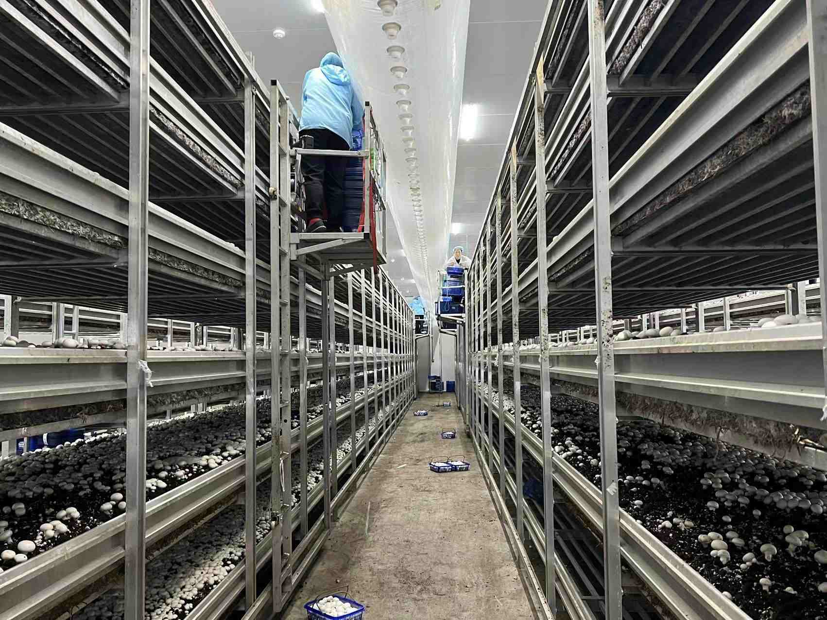 ���`��Ģ���@�������l(xi��ng)��l(f��)չ