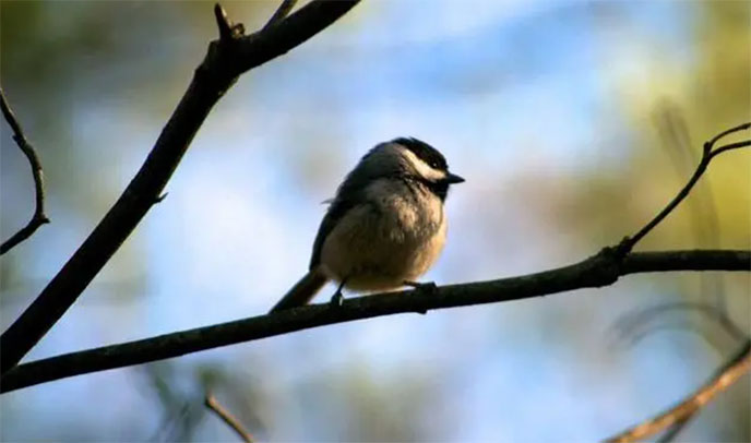 ţ�S�е�С�B