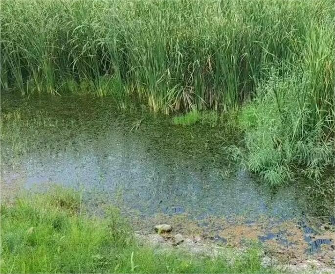 ˹�S�Y�F������ɾ��^ˮ�w�F(xi��n)���ˮ̎���{(di��o)��