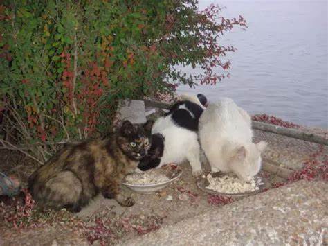 �P(gu��n)��(��i)���˄�(d��ng)���������ܼ�