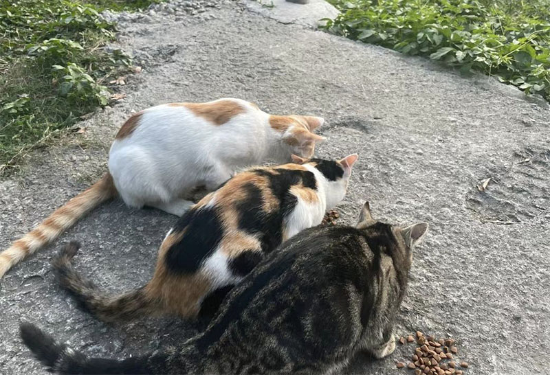 ��������ɫ�ʣ�׌��(��i)�����ˡ������P(gu��n)���҂�(g��)�˅��c�P(gu��n)��(��i)���˄�(d��ng)�(sh��)�`���(d��ng)�Ŀ��Y(ji��)�c��˼