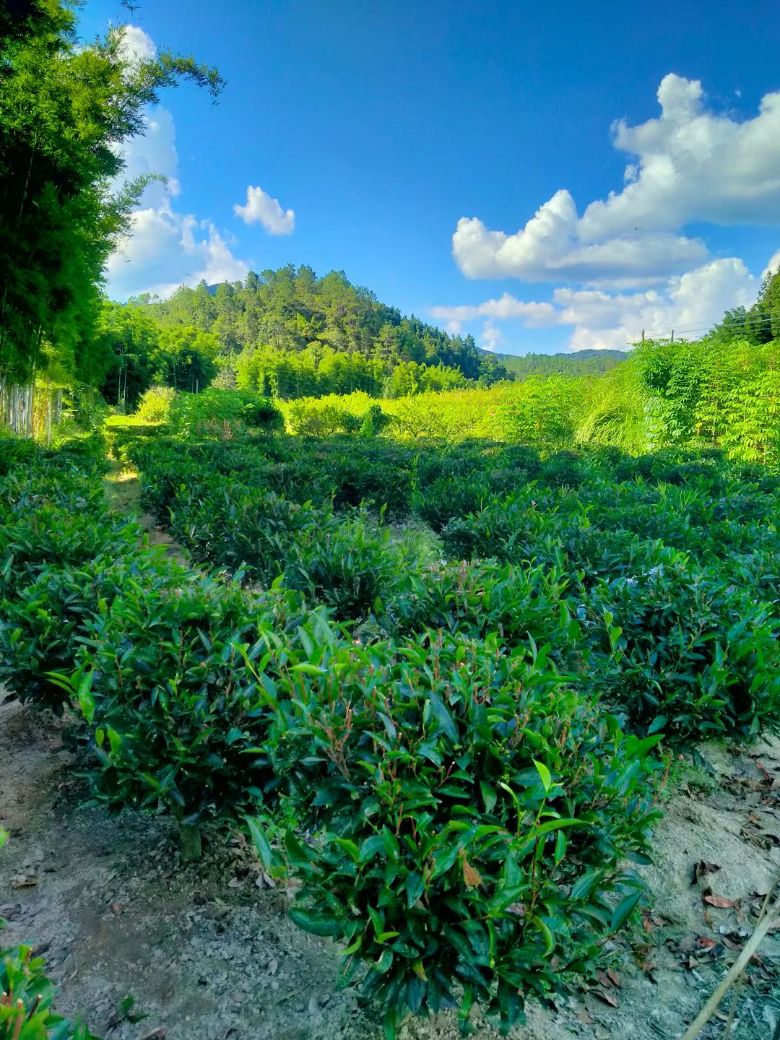  ����ˇ�������L���IP�OӋ�c�����l����Ƭ