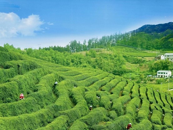 ������ɽʥˮ������I�l�����d��չ�F�r�I��ɫ����