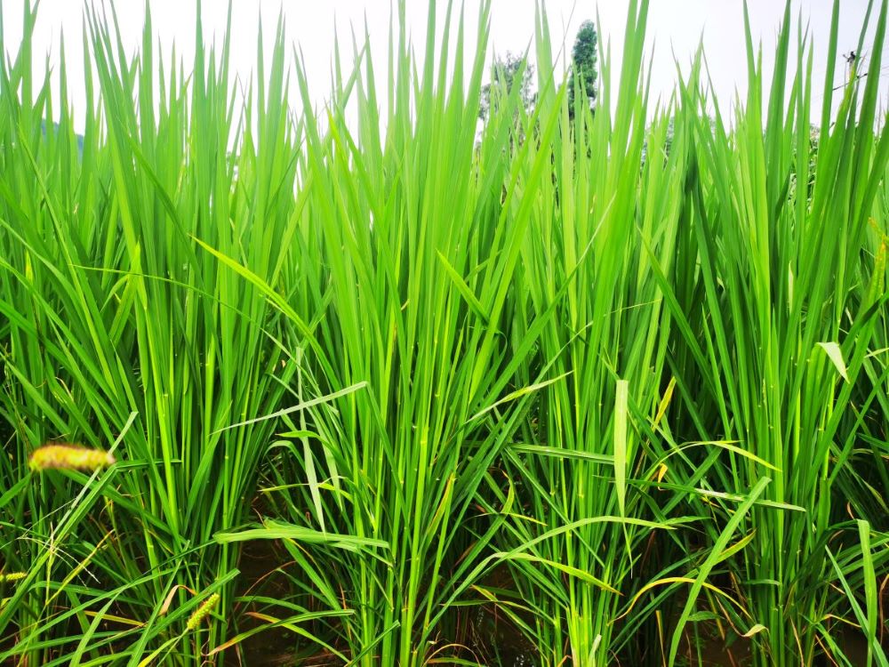 ���ص�����̎���ƵZ�^�M��;