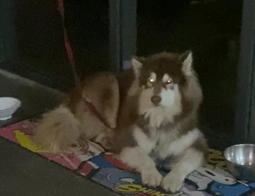 ׌�۲�����