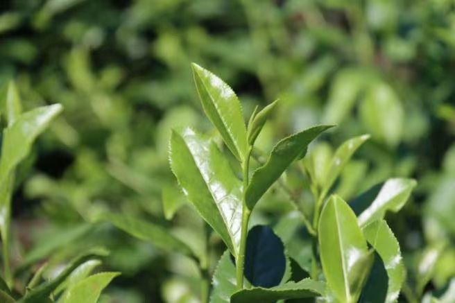 ̽�����������һ�~��о������