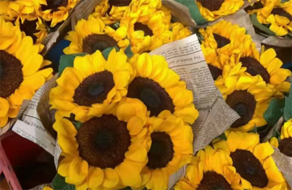 ̽���x�ܶ����������^�M�L�����d��D