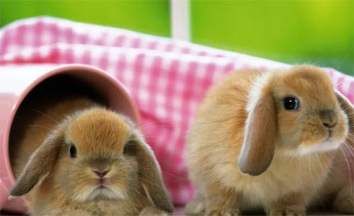 ����˯�����T�Ć�ʾ