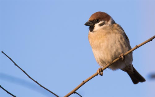 �����ĵĴ����瘝��Ը��һֻ��ȸ