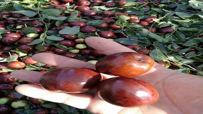 ����t����֦�����a�I�d���\�lչ