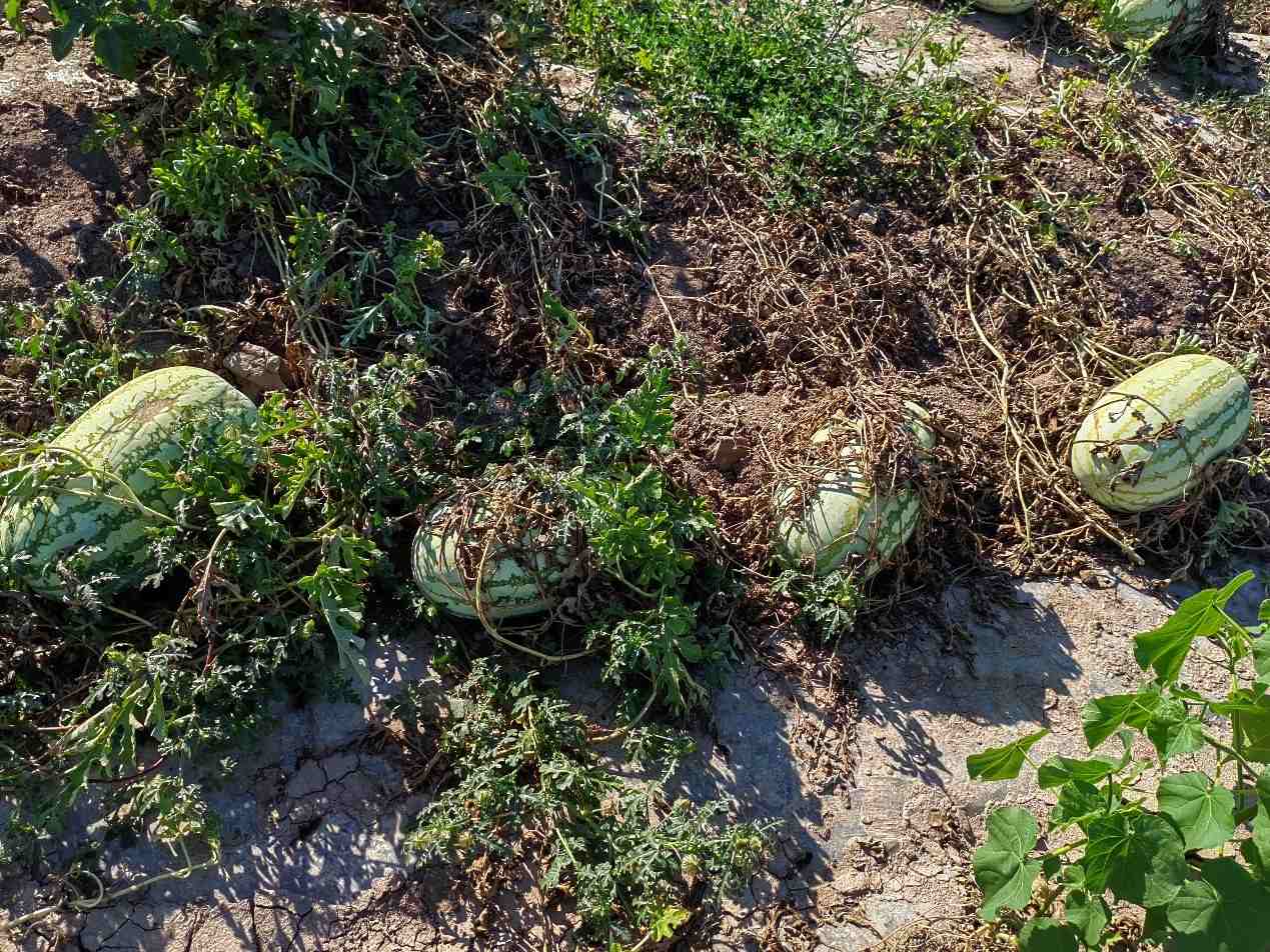 ����Ƥ�����Ʒ�L�����֭�������½������؅^�����Ј����{