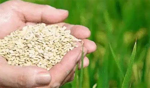 �ѼZʳ���o����