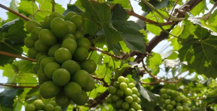 ��ؔ(c��i)�W(xu��)���������(hu��)��(sh��)�`�����ഺ��(sh��)�`̽���r(n��ng)·���Ƽ��x���L���d�D