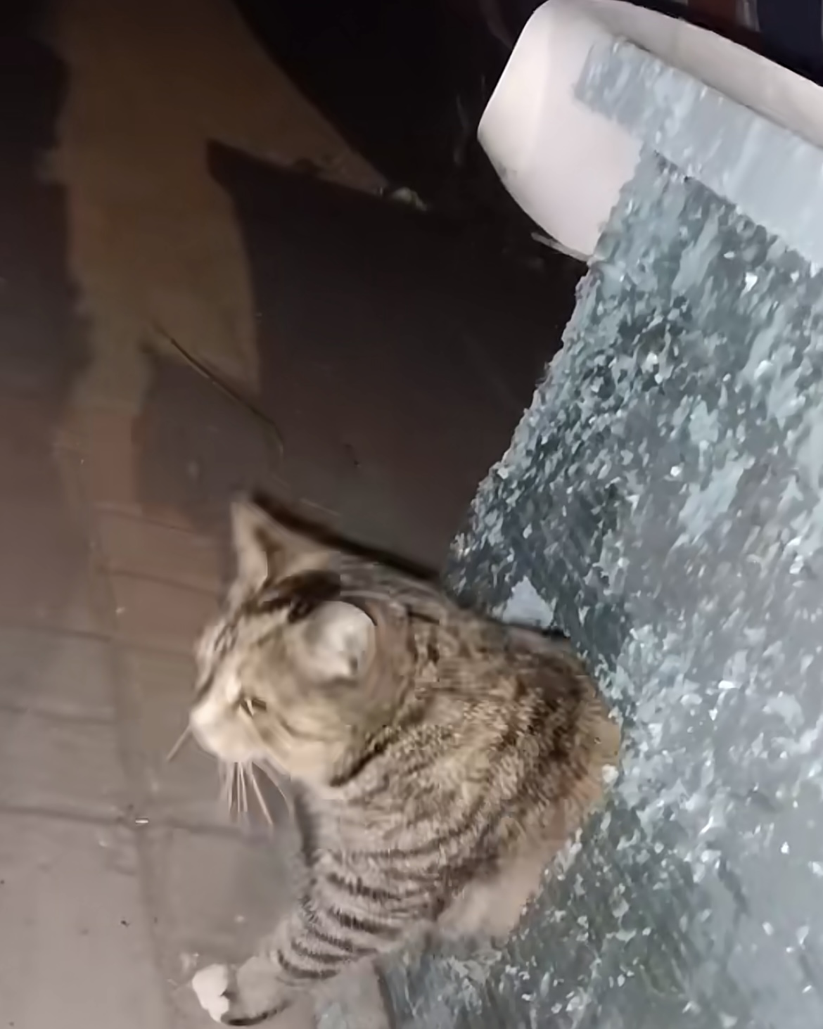 �Ͼ�������W̩�݌WԺ���g�WԺ�F����������ɫ����׌�۲�����