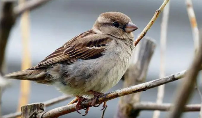 �йǚ����ȸ