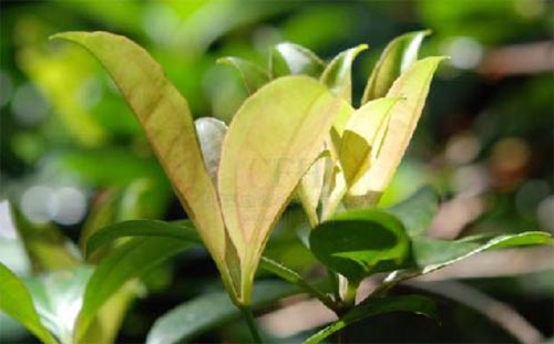 �����~(y��)�Ļ������E